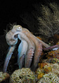   Common Octopus vulgarisOn hunt Roatan Honduras 0809 Sea DX1G 08-09 08 09  